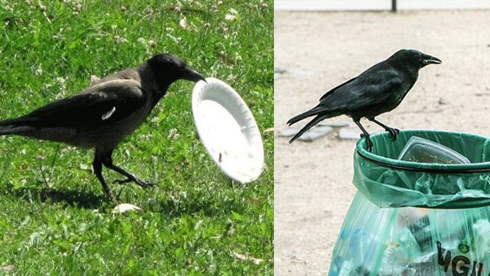 French theme park trains crows to pick up attraction