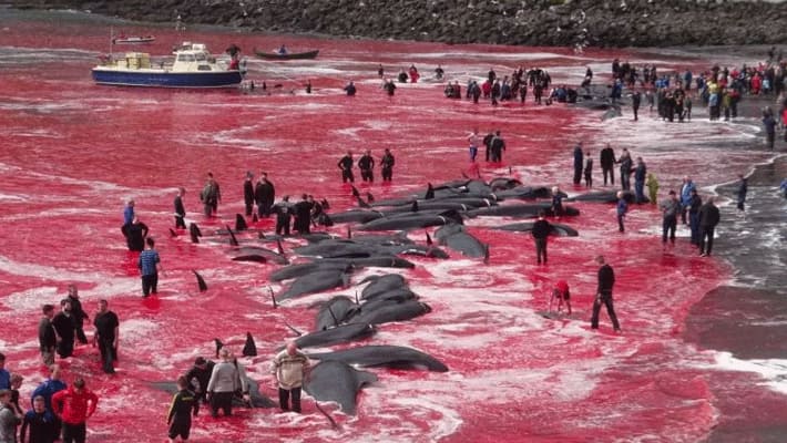 Villagers turn sea red 180 whales on Faroe Islands