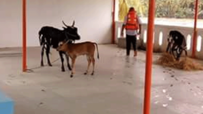 Cows without food in the middle of the Cauvery River .. After 3 days recovery!