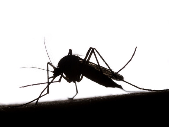 Mosquito menace: One insect, different species, many diseases