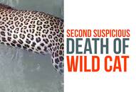 Karnataka: Leopard found dead in Mandya under suspicious circumstances