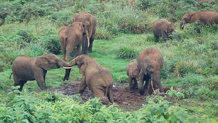 Elephants Increased in theni people warned by forest department