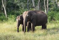 Indian Railways come up 'Plan Bee' to prevent elephant casualties