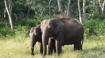 Indian Railways come up 'Plan Bee' to prevent elephant casualties