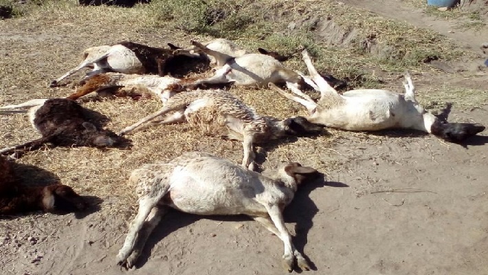 Goats dead with blood in Tirupur owner tears