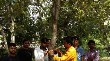 Rakshabandhan Youth keeps the trees tied