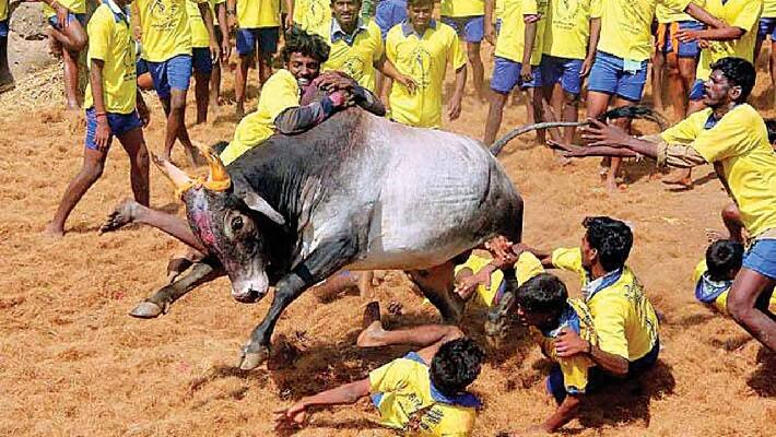 More than 400 bulls participated in jallikattu Seven people injured