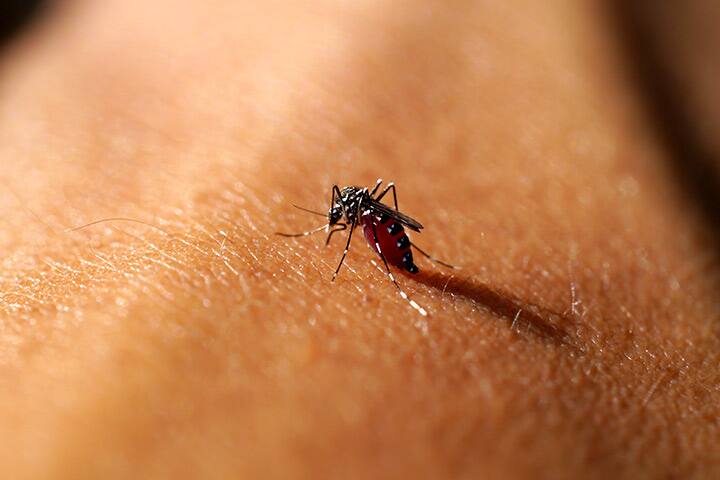 ways to eliminate Malaria in India with your help