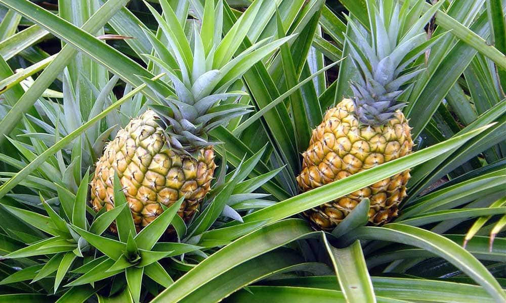 kerala pineapple farming in crisis due to flood