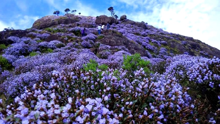 Blue kurunji Flowers blossoms in neelagiri 12 years once