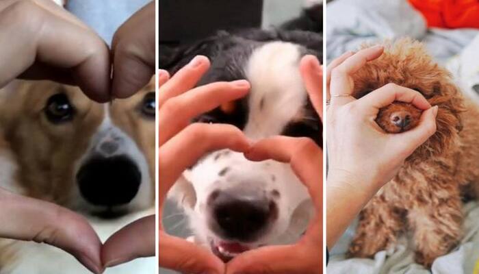 snoot dog challenge videos goes viral in social media