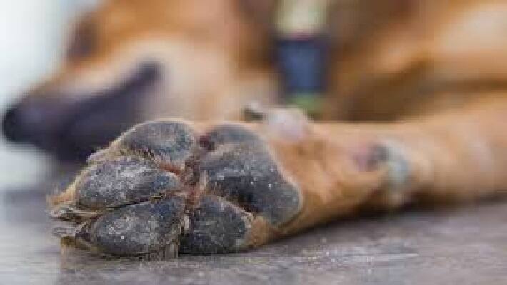 Sand smugglers killed dogs by poisoning for disturbing sand theft