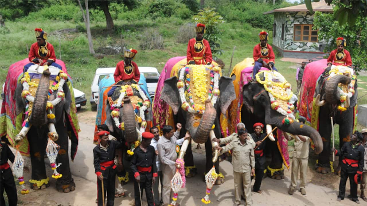 Mysuru Dasara: Jumbos get grand welcome at palace, Arjuna elephant to carry 'howdah'