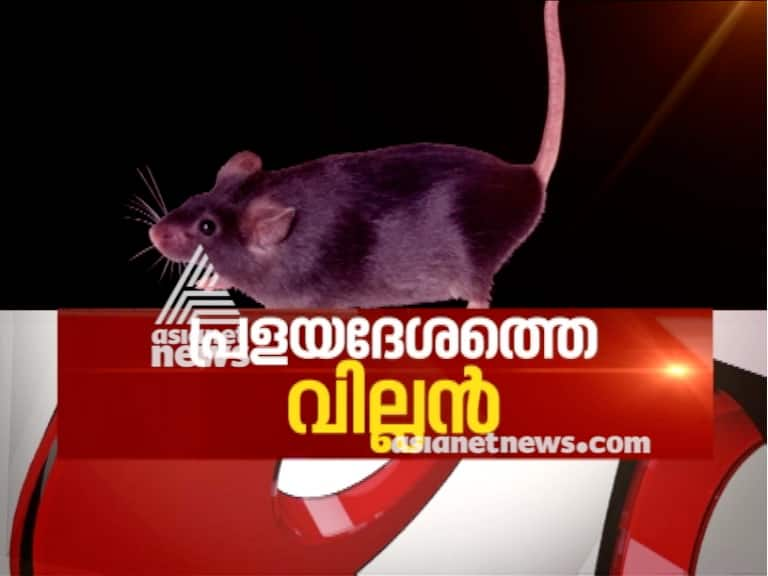 Leptospirosis (Rat Fever) is the biggest threat after flood