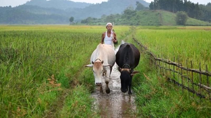 big loss in paddy fields in wayanad due to heavy floods