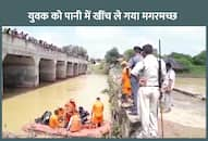 Crocodile victim in up