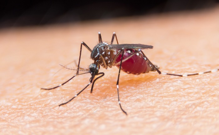 6 myths about malaria