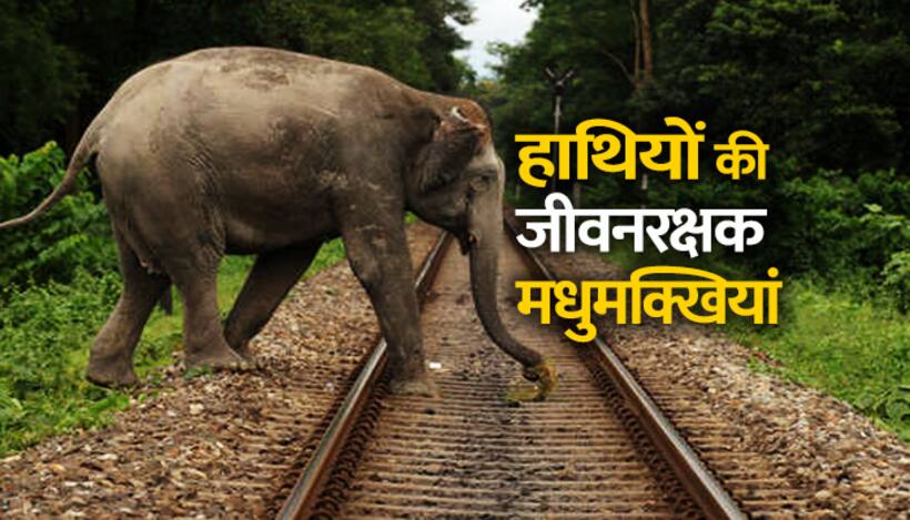कुछ ऐसे हाथियों की जान बचा रहा है रेलवे
