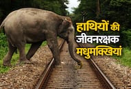 Trick to prevent elephants from rail accident