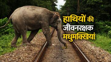 Trick to prevent elephants from rail accident