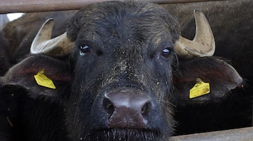 Media manager, who lost his job during lockdown, starts dairy business; tastes success