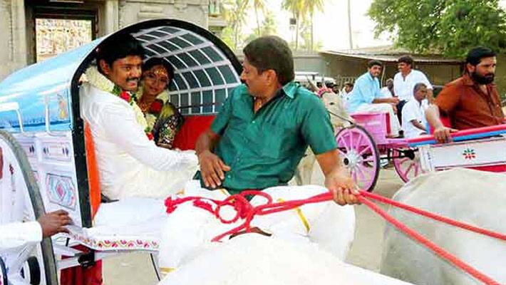 Marriage Couple... Travels in Bullock Cart