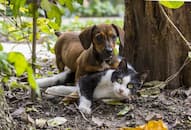 US house of representative passes bill prohibiting people from eating dogs and cats