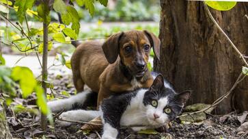 US house of representative passes bill prohibiting people from eating dogs and cats