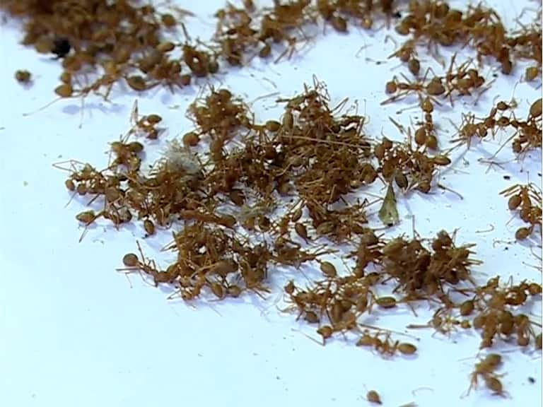 ants mass disappearance after result of kerala floods