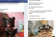 Facebook sees a rise in illegal, endangered, exotic pet trade; at least 9 groups active in Thailand