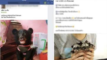 Facebook sees a rise in illegal, endangered, exotic pet trade; at least 9 groups active in Thailand