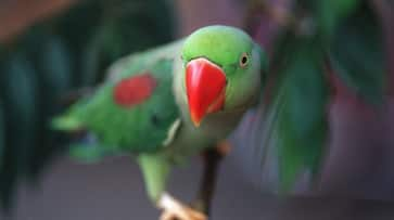 Jammu: Two held for attempting to illegally transport 30 Alexandrine parrots to Punjab