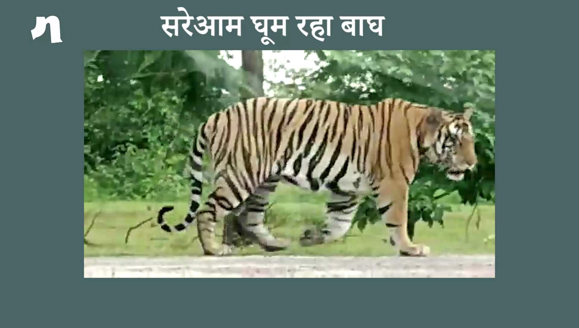 Fear of tigers roaming in the area, imprisoned houses, curfew-like conditions (video)