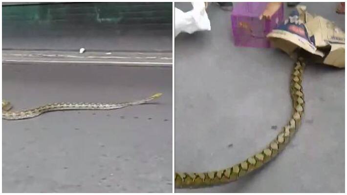 A snake crossed in the middle of the road in manila