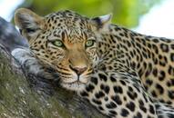 Maneater leopard caught in Uttarakhand's Bageshwar