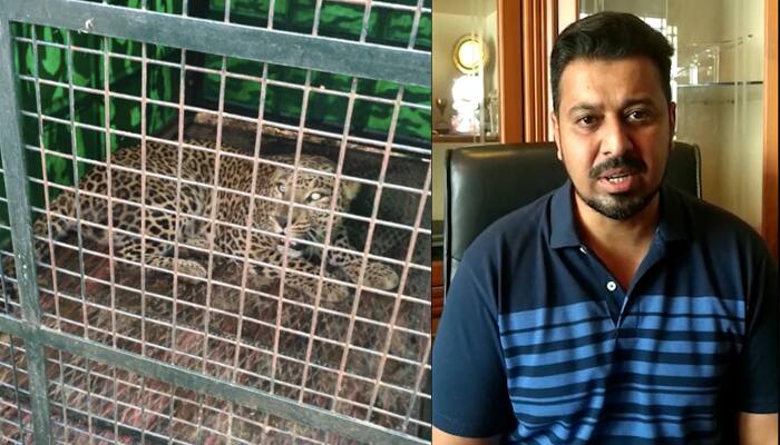 Leopard in Ghousia College Campus caged, to be released at Muthatthi forest (Video)