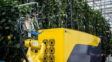 Robot 'Sweeper' developed to detect ripe produce in sweet pepper harvesting