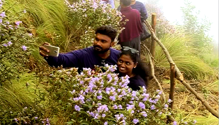 Neelakkurinji visitors in Kolukkumalai