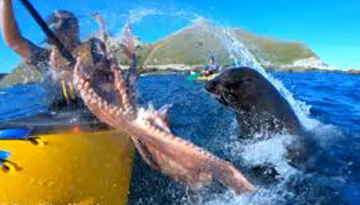 Seal slaps kayaker in the face with an octopus