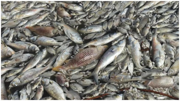 Fish Death Due to Chemical Water at Huvina Hadagali in Vijayanagara grg