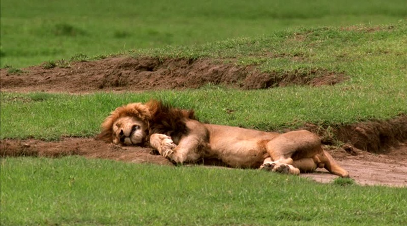 Virus That Killed 1,000 Lions in Tanzania Responsible for 11 of 23 Deaths in Gir