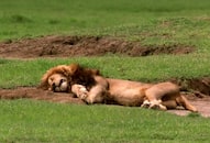 21 lions found dead in gir forest of gujarat