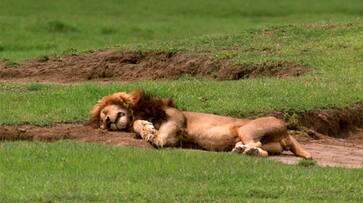 21 lions found dead in gir forest of gujarat