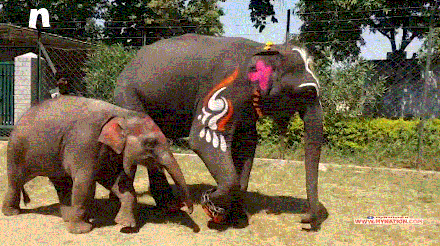 VIDEO: 'Bapu' the baby elephant also celebrated his birthday today in Panna Tiger Reserve