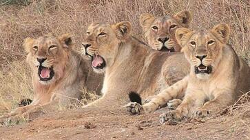 Gir lions CDV  viral infection Indian Council of Medical Research IUCN Red List