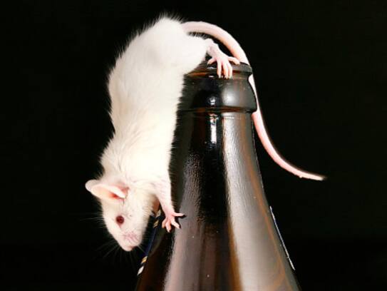 in bihar beer cans found empty, police blaming rats
