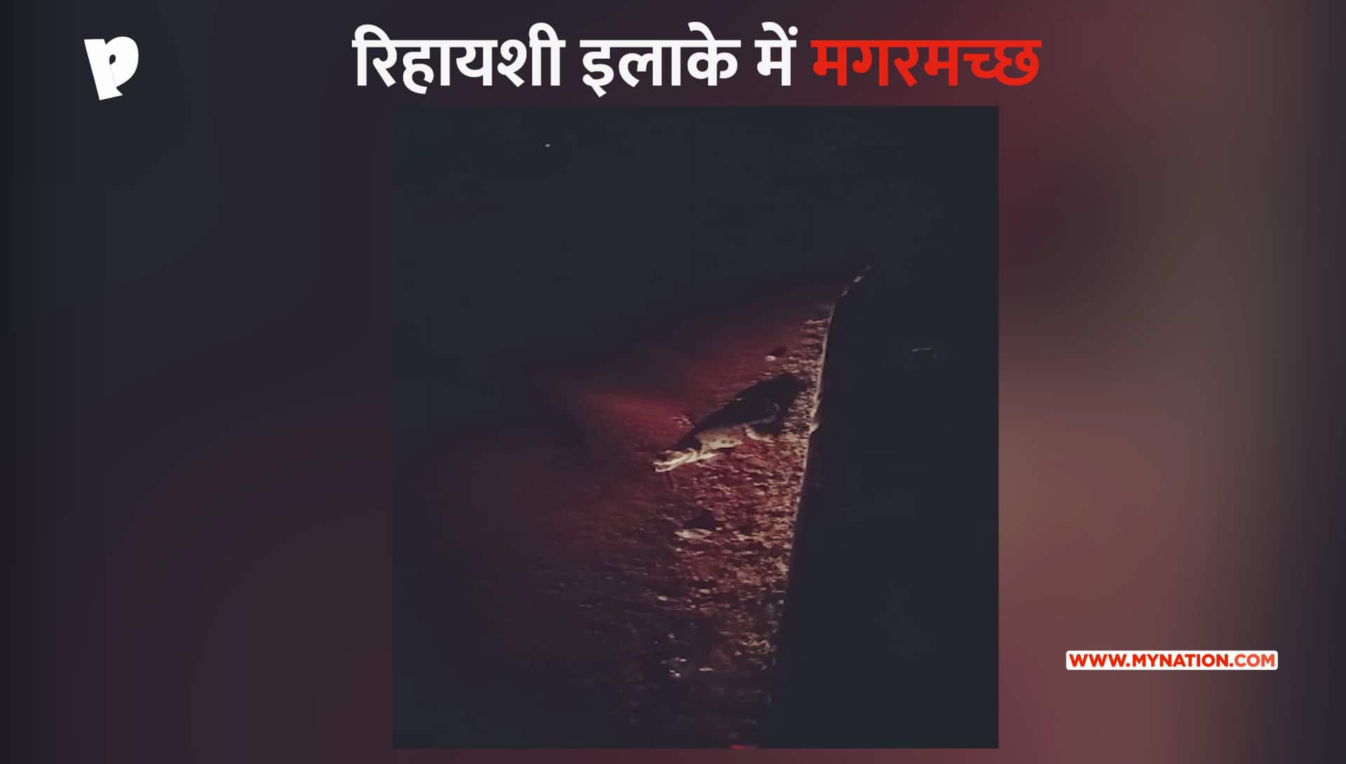 Crocodile (video) showing in the residential area of Madhya Pradesh