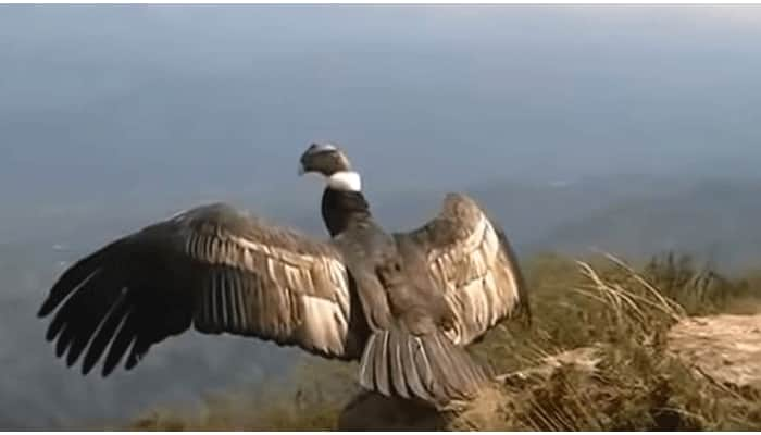 Jatayu carnival begins