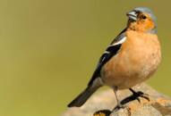 Karnataka: WhatsApp helps reunite stolen bird worth Rs 50,000 with owner