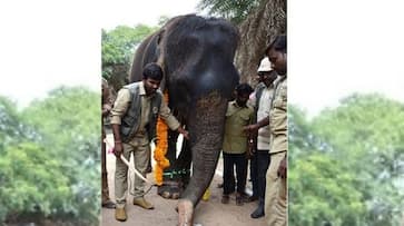 Nehru Zoological Park officials celebrate elephant Rani birthday